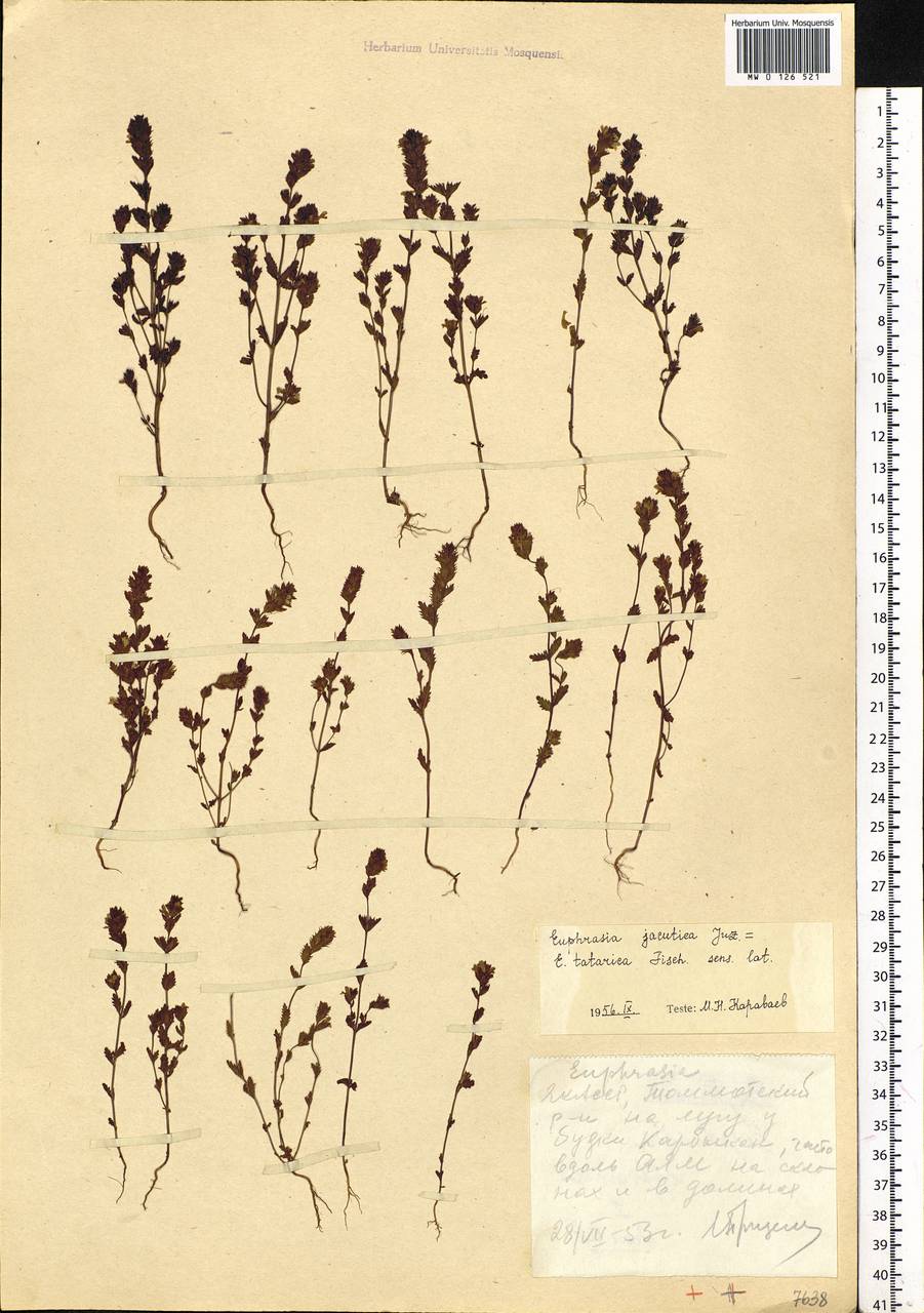 Euphrasia jacutica Juz., Siberia, Yakutia (S5) (Russia)