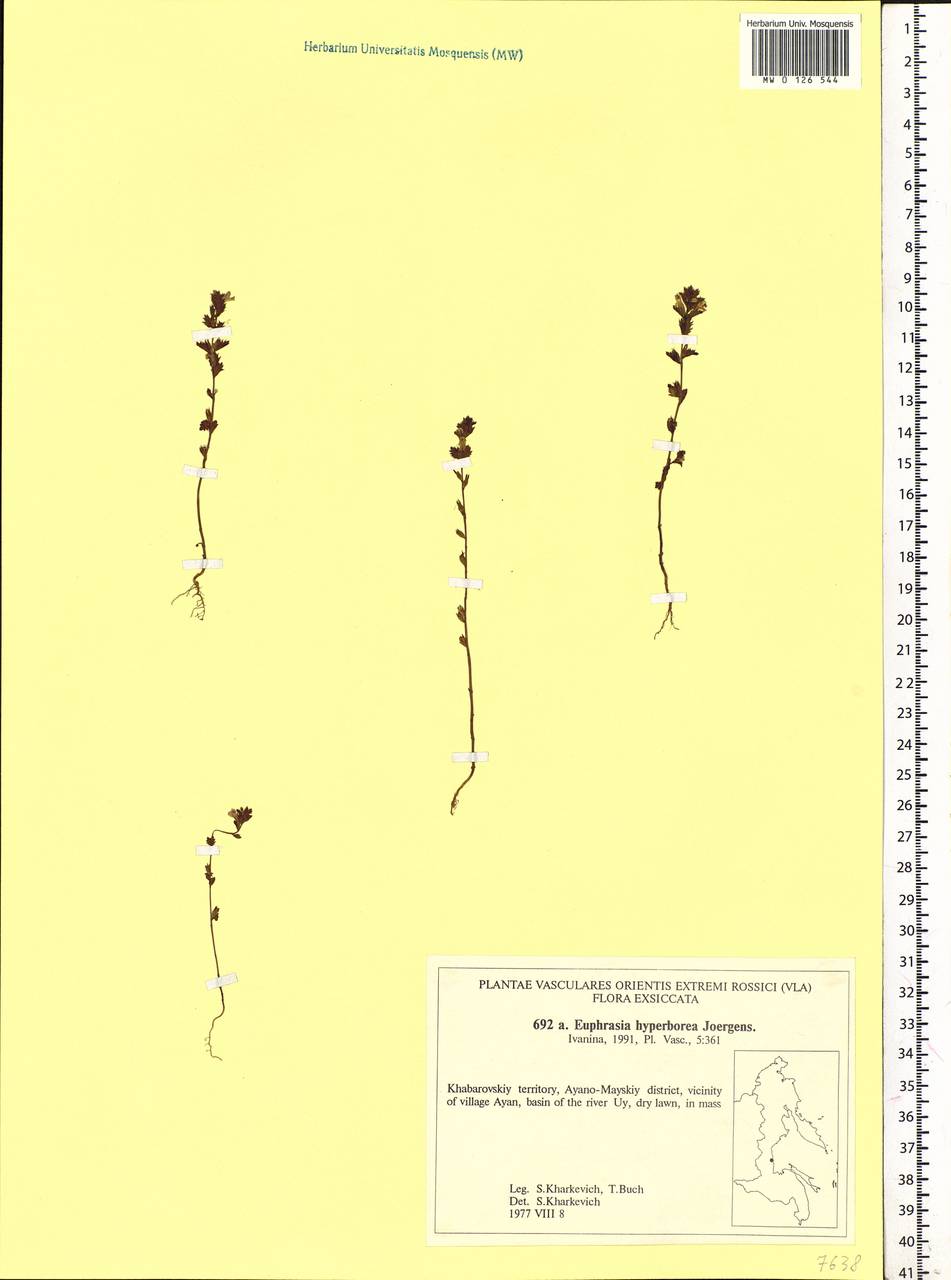 Euphrasia hyperborea Joerger, Siberia, Russian Far East (S6) (Russia)