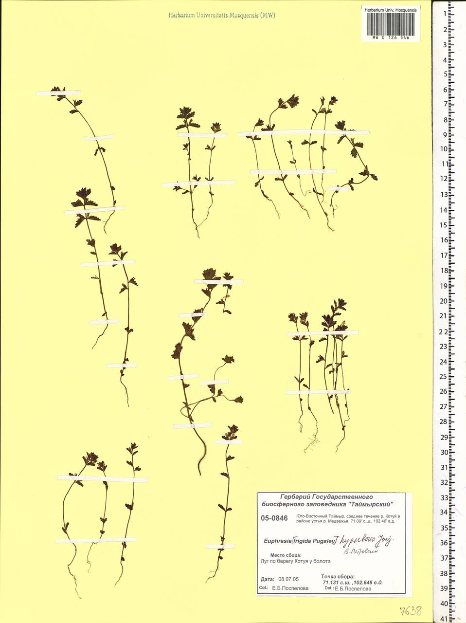 Euphrasia hyperborea Joerger, Siberia, Central Siberia (S3) (Russia)