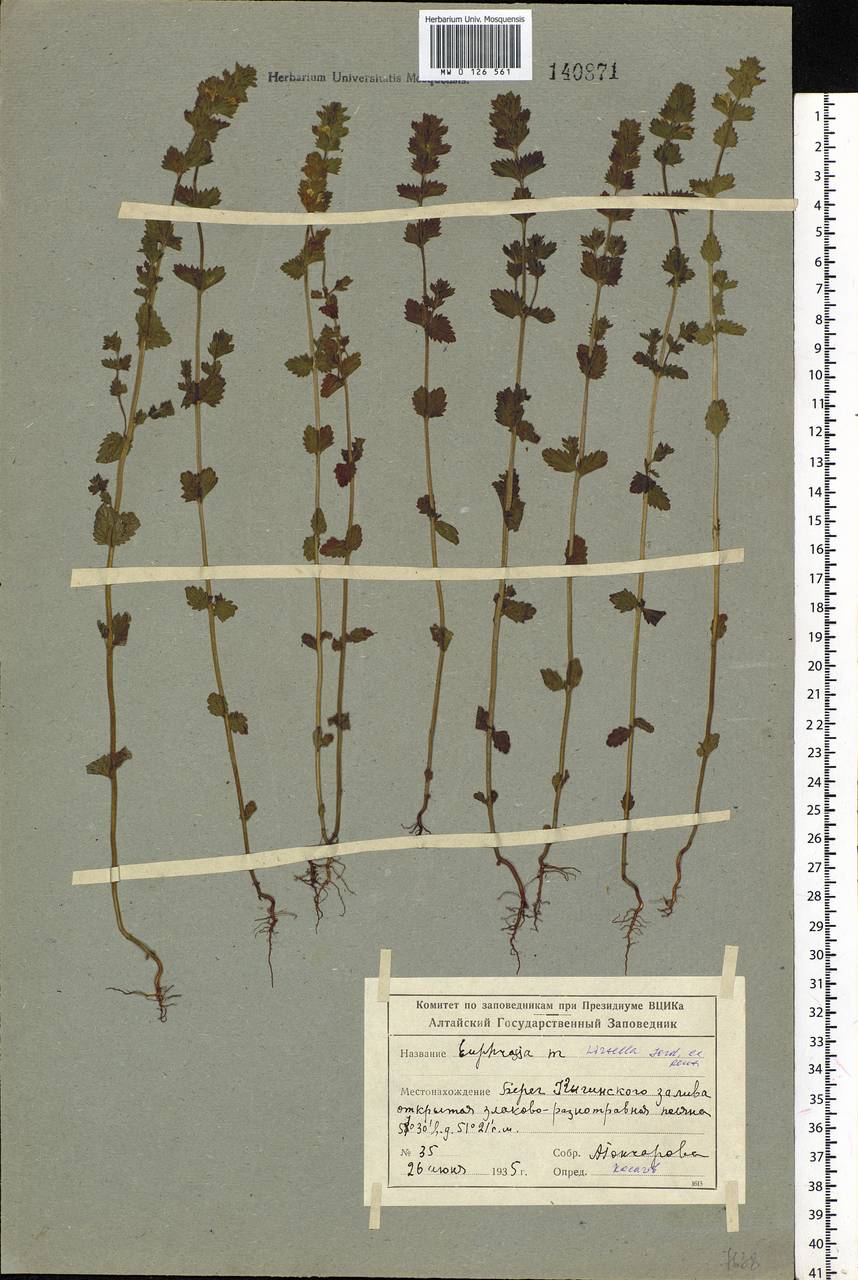 Euphrasia hirtella Jordan ex Reuter, Siberia, Altai & Sayany Mountains (S2) (Russia)