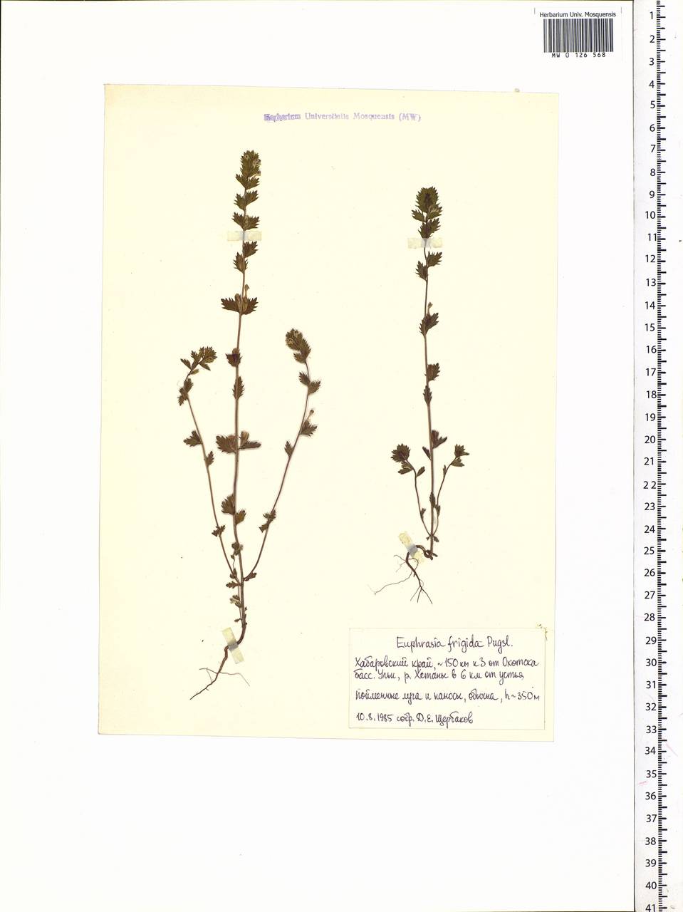 Euphrasia frigida Pugsley, Siberia, Russian Far East (S6) (Russia)