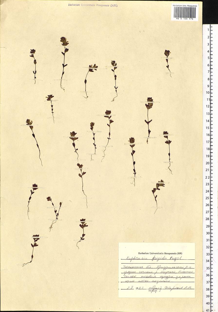 Euphrasia frigida Pugsley, Siberia, Western Siberia (S1) (Russia)