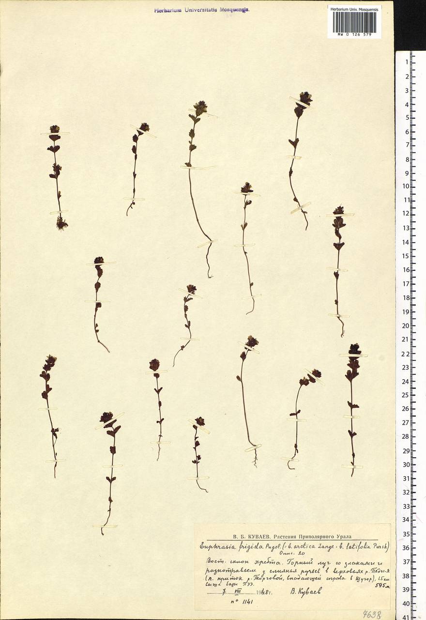 Euphrasia frigida Pugsley, Eastern Europe, Northern region (E1) (Russia)