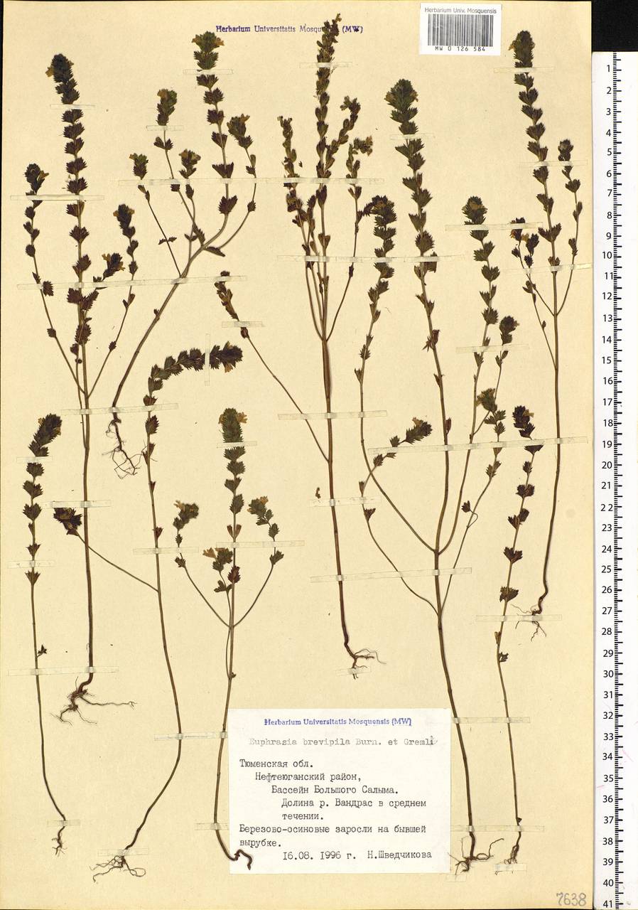 Euphrasia × vernalis List, Siberia, Western Siberia (S1) (Russia)