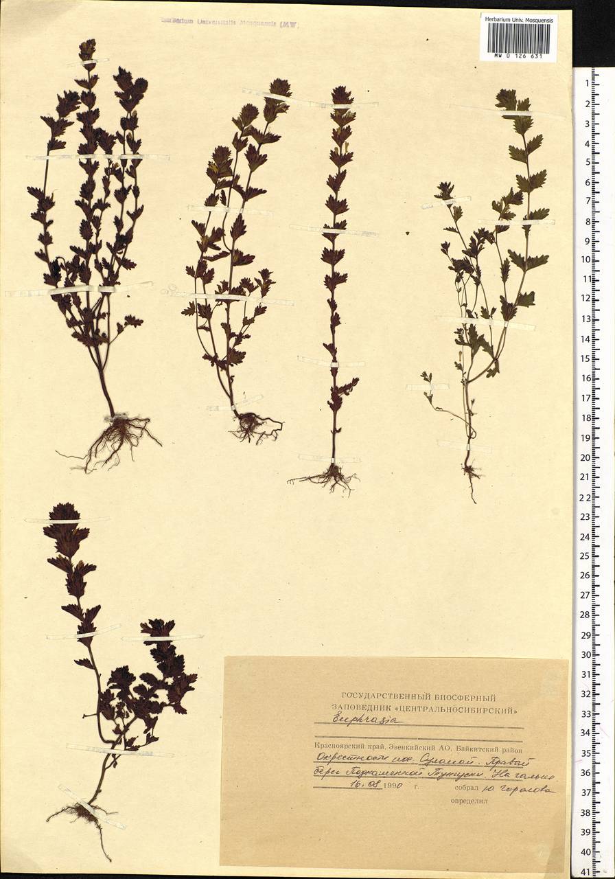 Euphrasia, Siberia, Central Siberia (S3) (Russia)