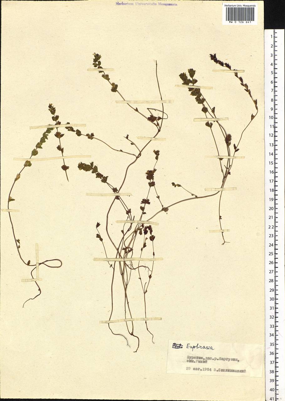 Euphrasia, Siberia, Baikal & Transbaikal region (S4) (Russia)