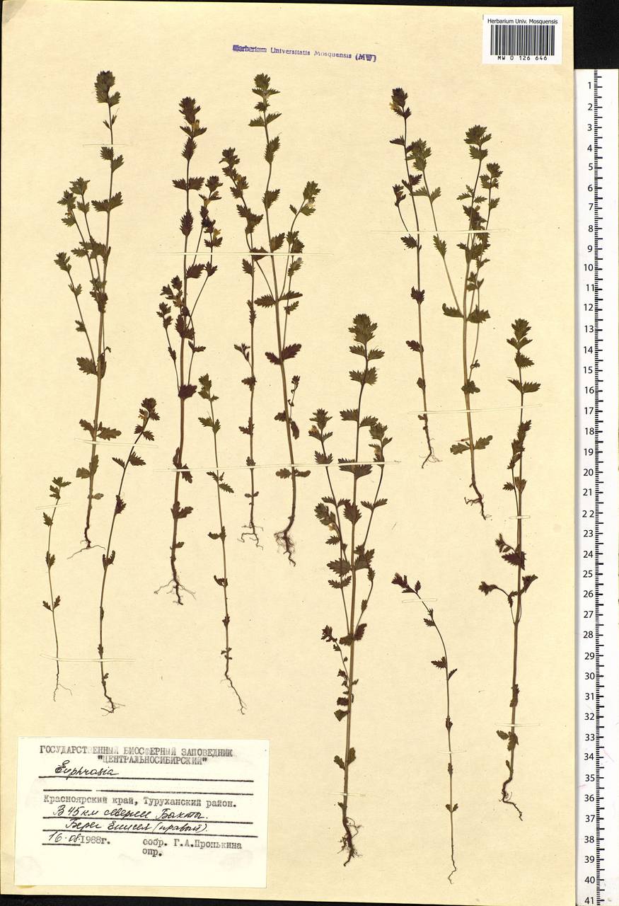 Euphrasia, Siberia, Central Siberia (S3) (Russia)