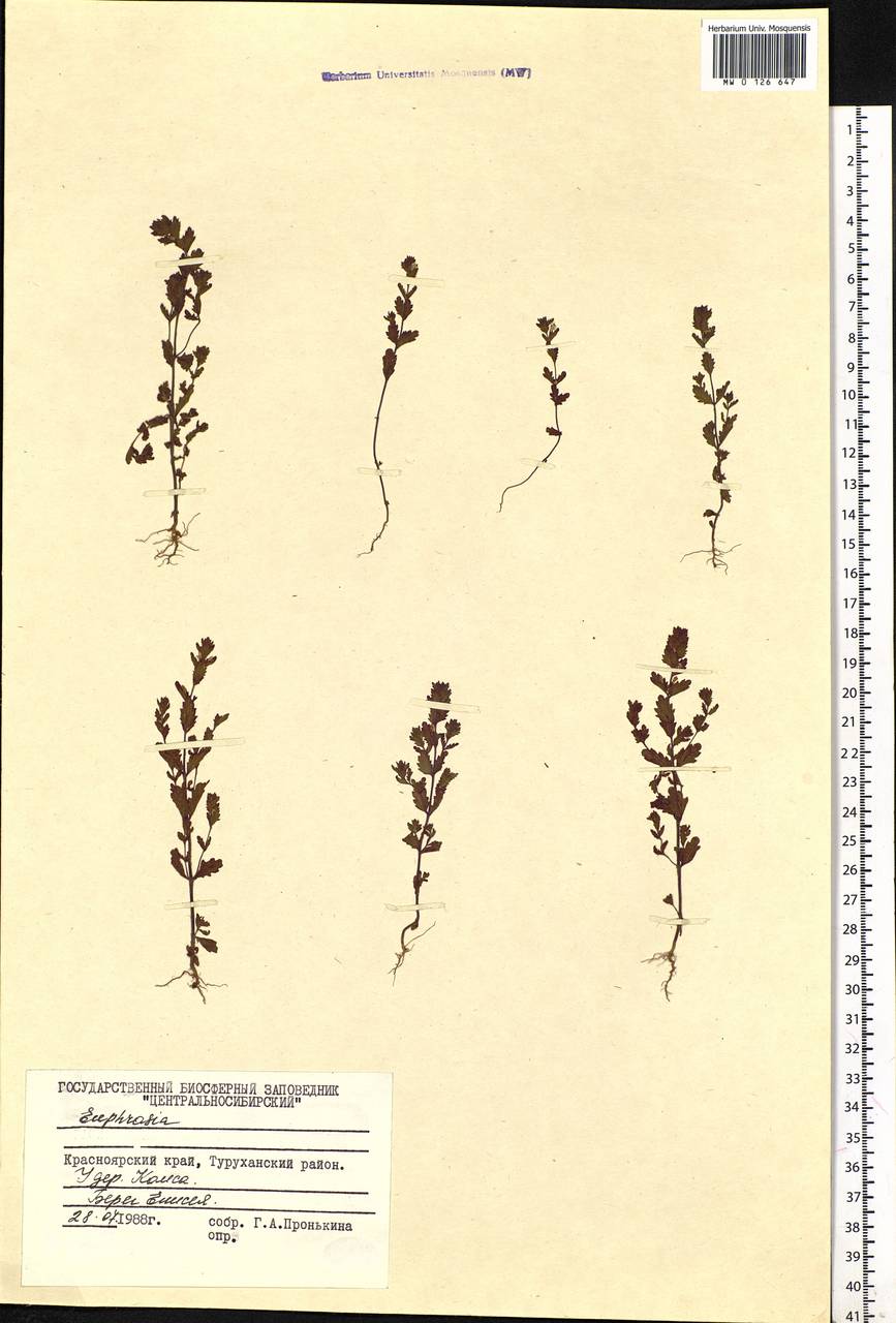 Euphrasia, Siberia, Central Siberia (S3) (Russia)
