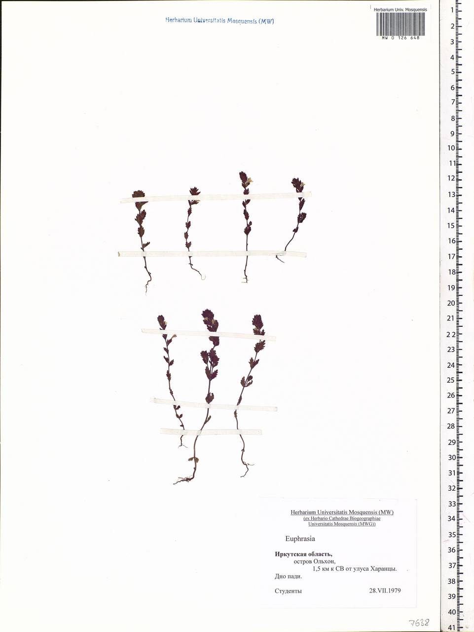 Euphrasia, Siberia, Baikal & Transbaikal region (S4) (Russia)