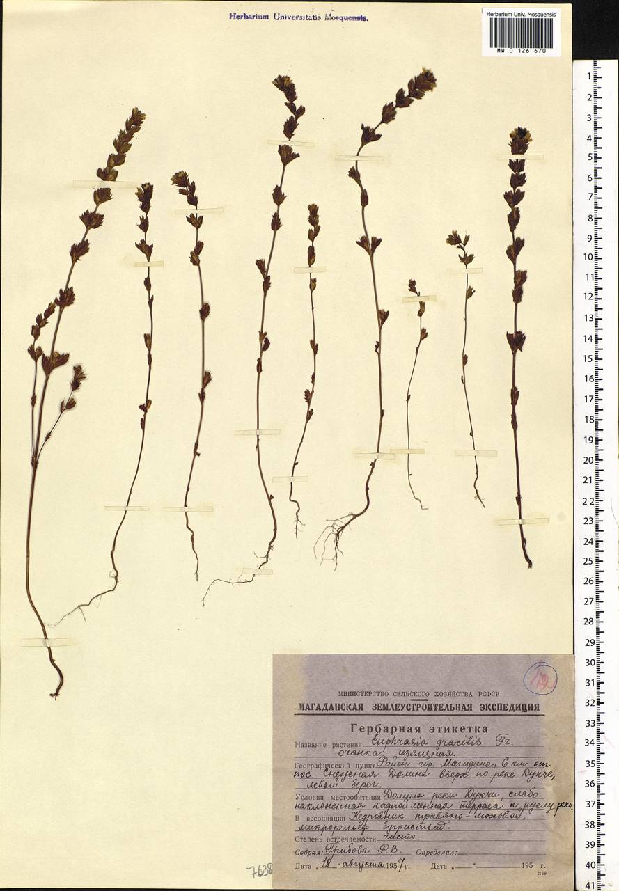 Euphrasia, Siberia, Chukotka & Kamchatka (S7) (Russia)