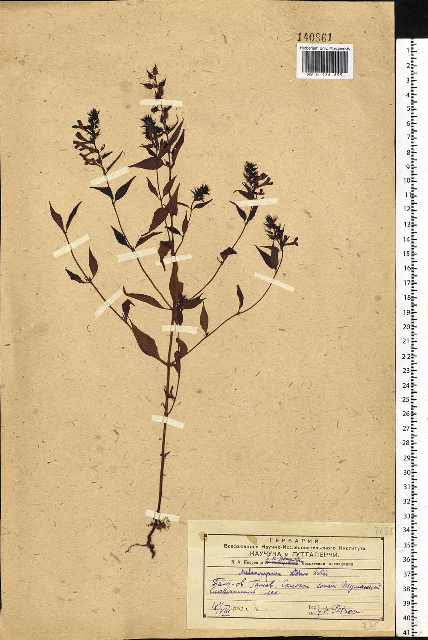 Melampyrum setaceum (Maxim. ex Palib.) Nakai, Siberia, Russian Far East (S6) (Russia)