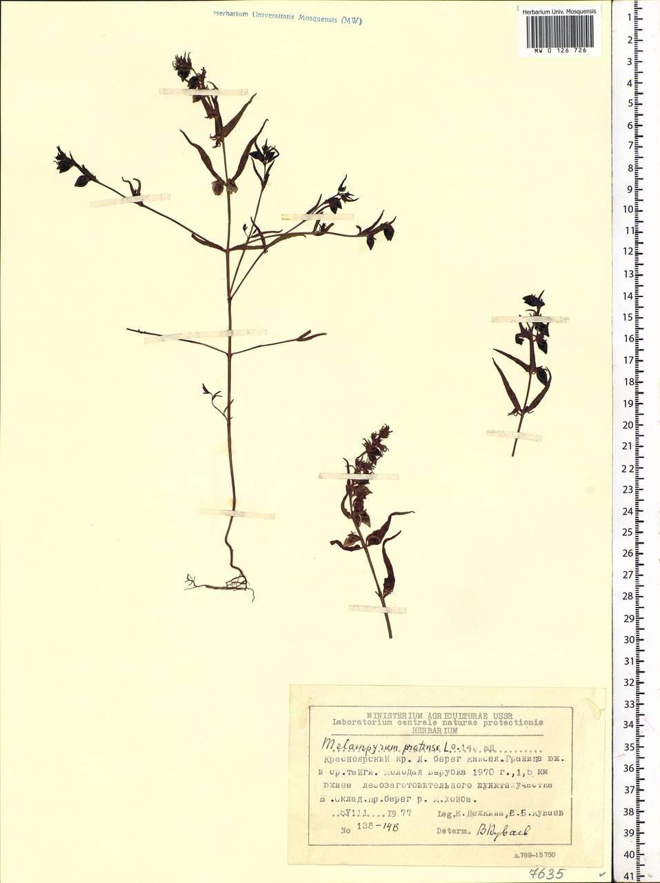 Melampyrum pratense L., Siberia, Central Siberia (S3) (Russia)