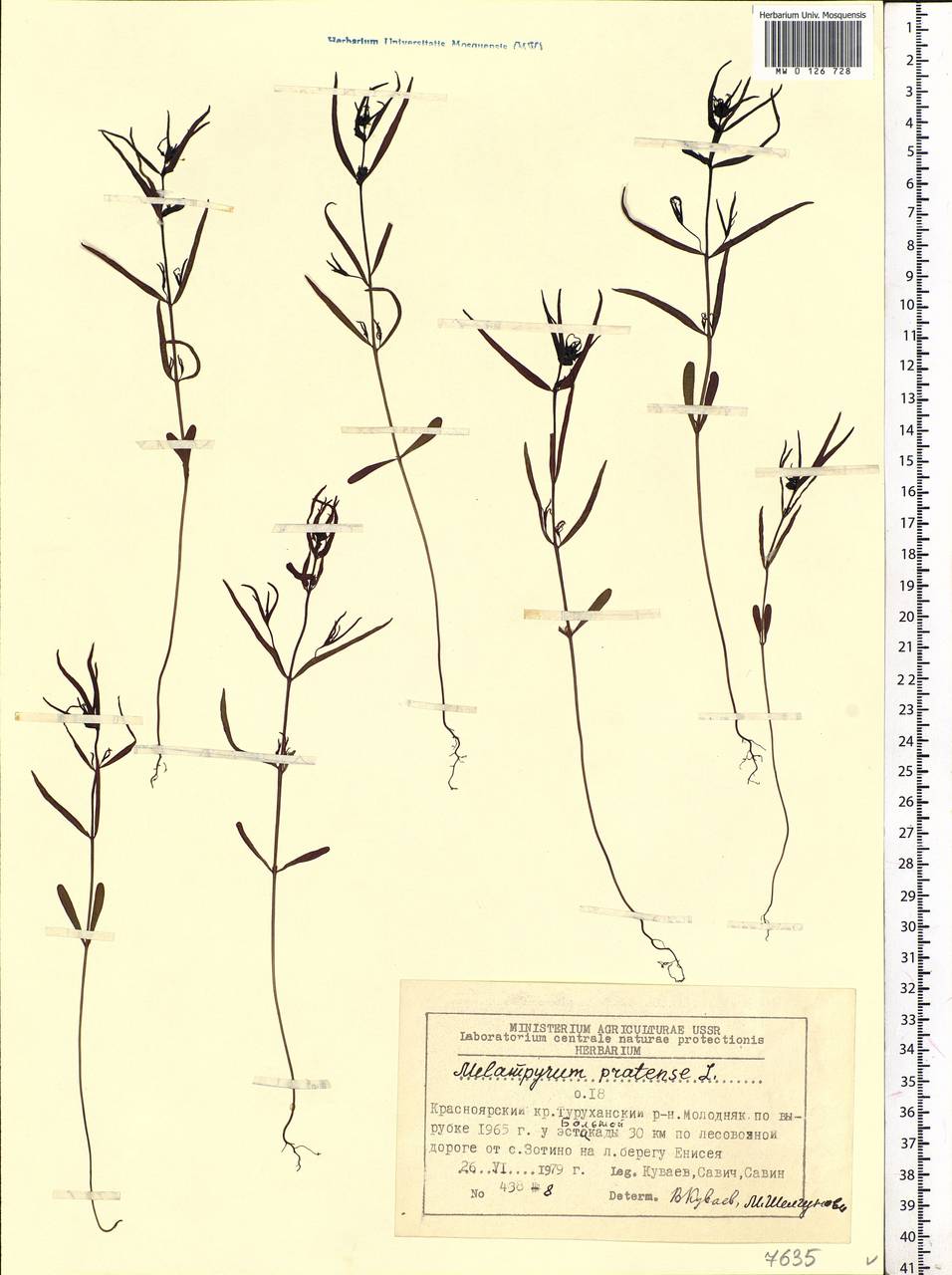 Melampyrum pratense L., Siberia, Central Siberia (S3) (Russia)