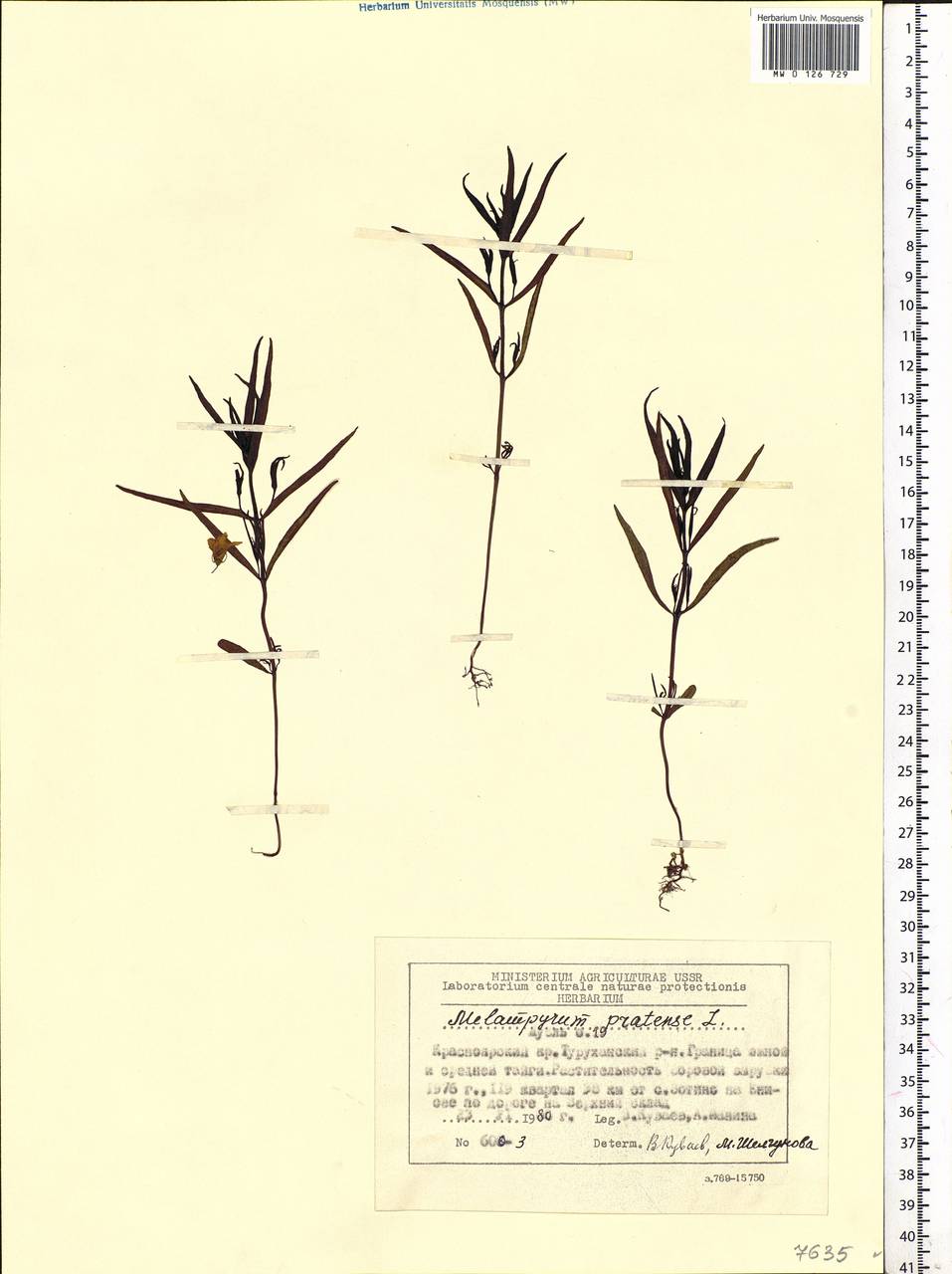 Melampyrum pratense L., Siberia, Central Siberia (S3) (Russia)