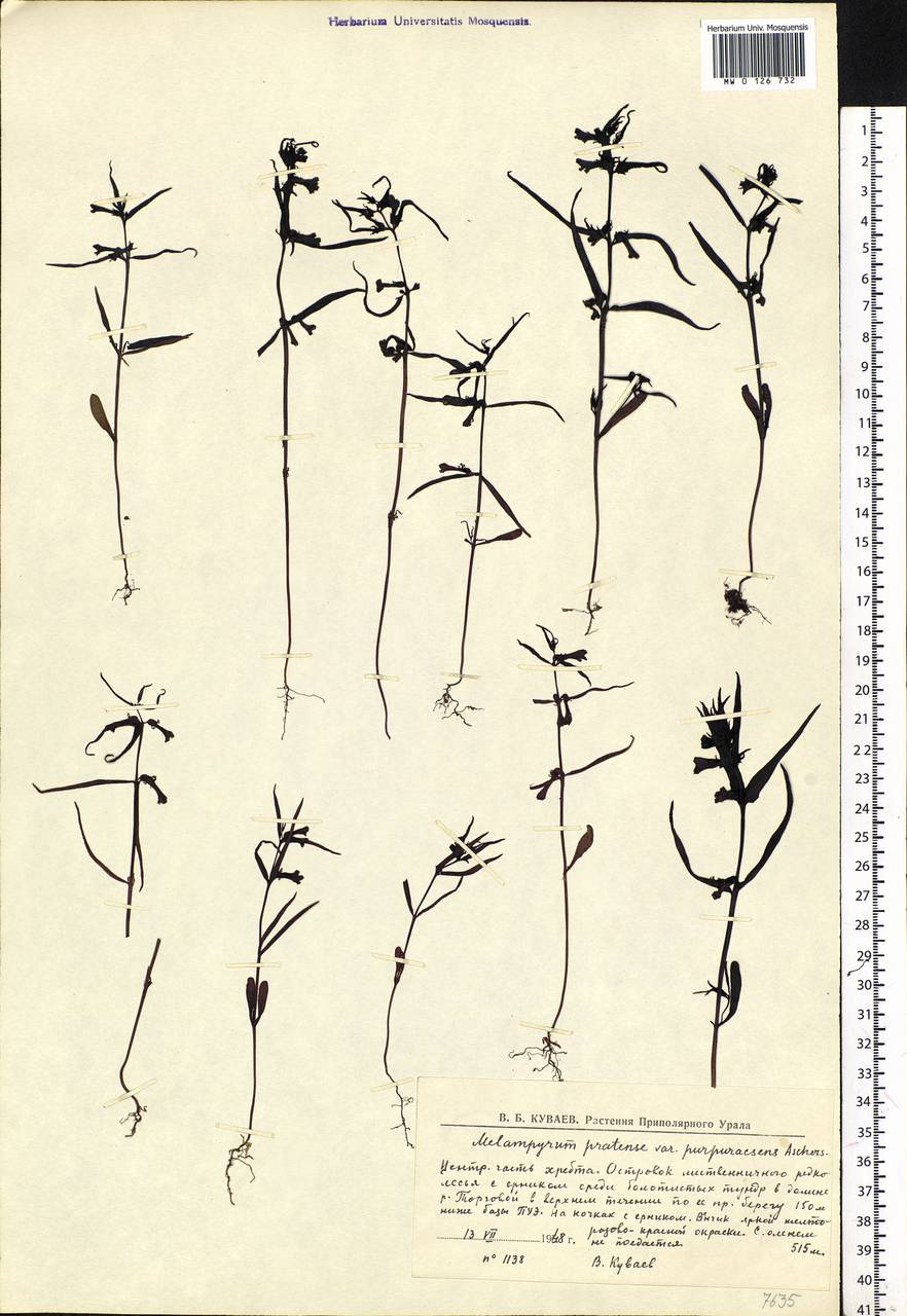 Melampyrum pratense L., Eastern Europe, Northern region (E1) (Russia)