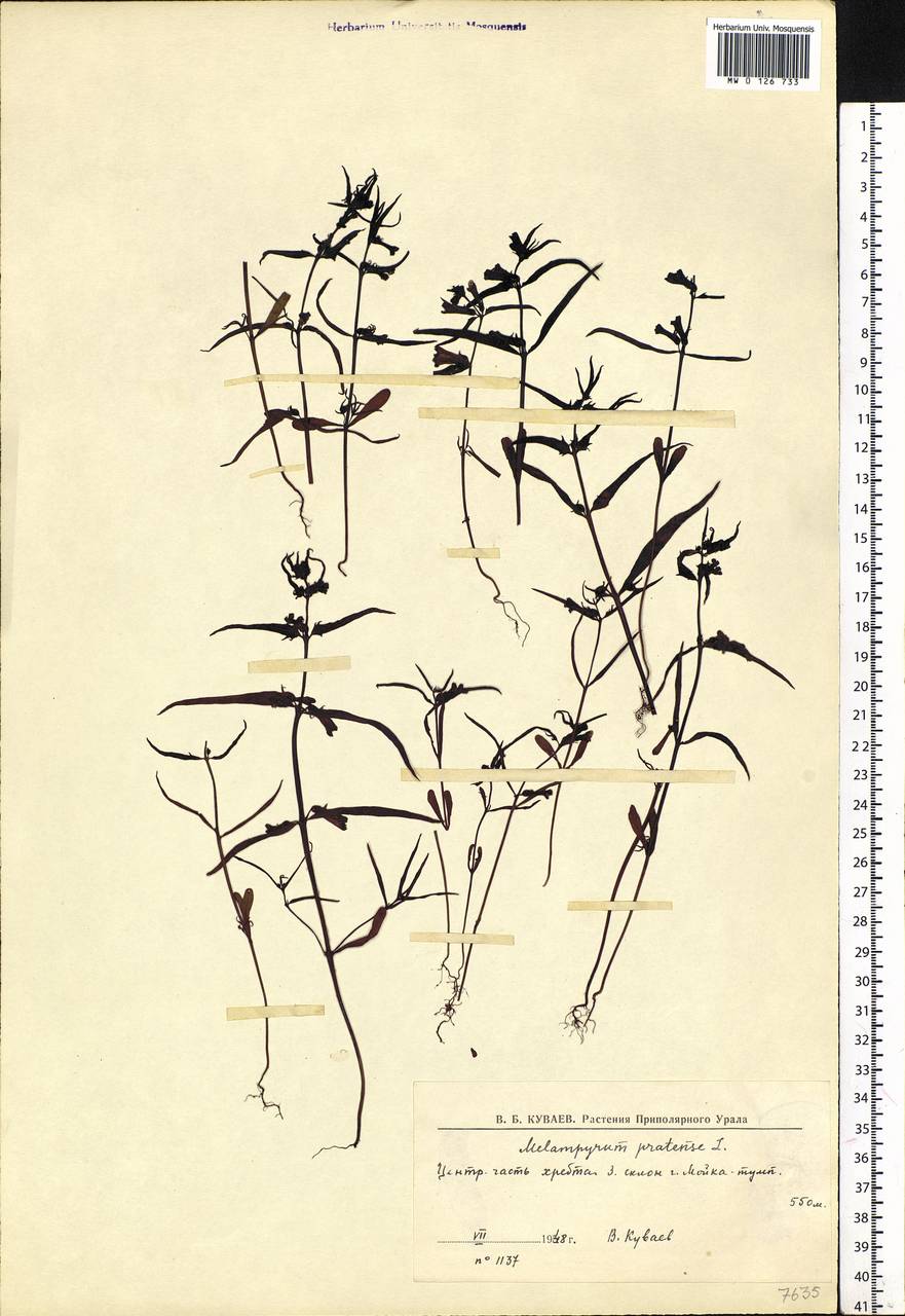 Melampyrum pratense L., Siberia, Western Siberia (S1) (Russia)