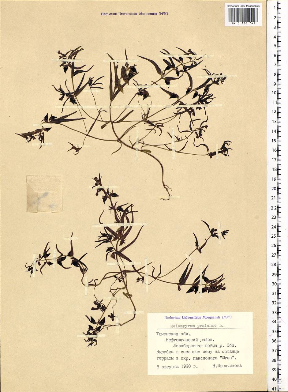 Melampyrum pratense L., Siberia, Western Siberia (S1) (Russia)