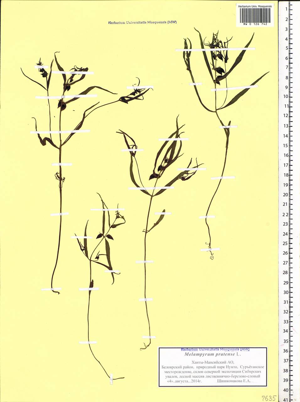 Melampyrum pratense L., Siberia, Western Siberia (S1) (Russia)