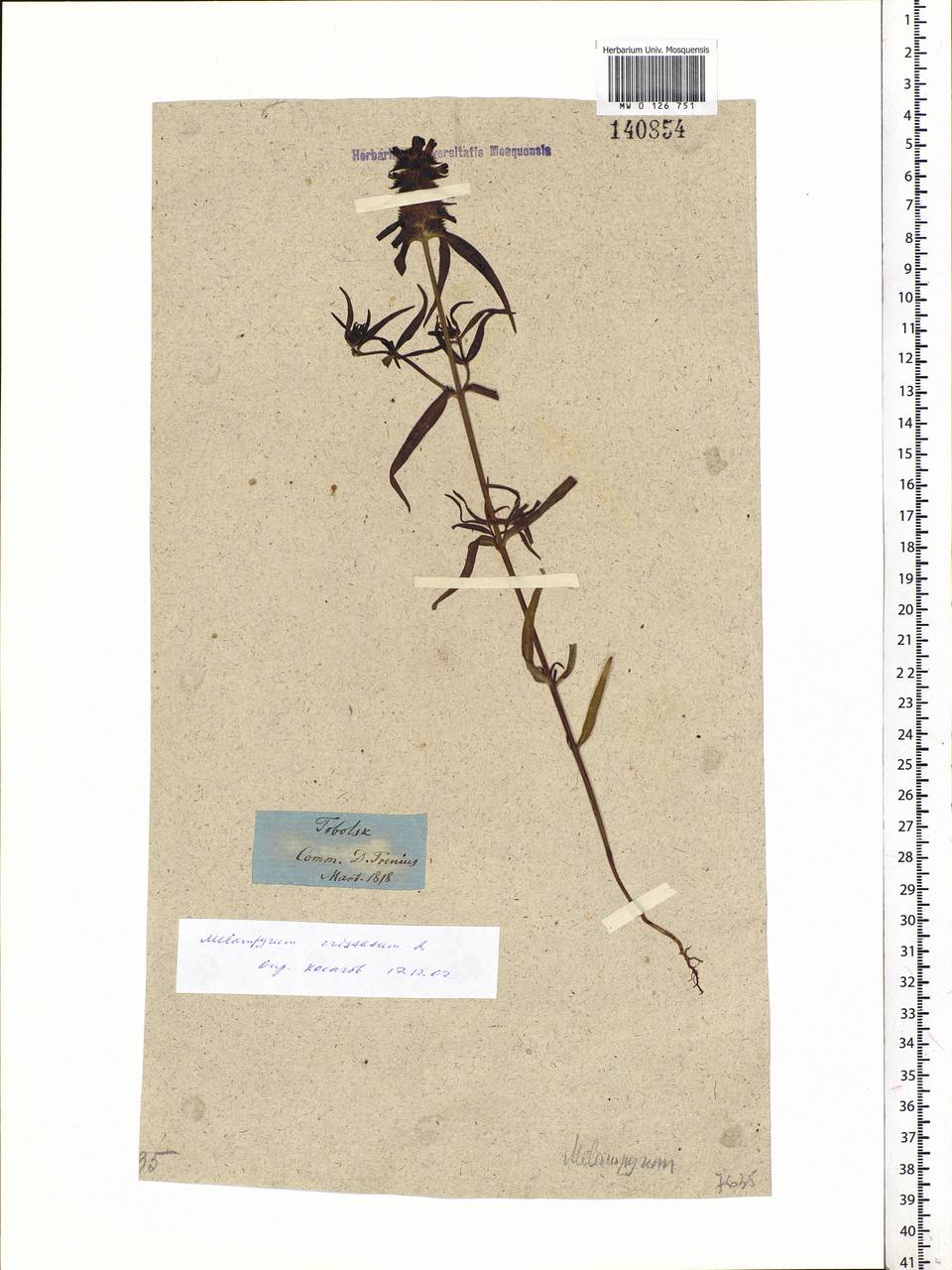 Melampyrum cristatum L., Siberia, Western Siberia (S1) (Russia)