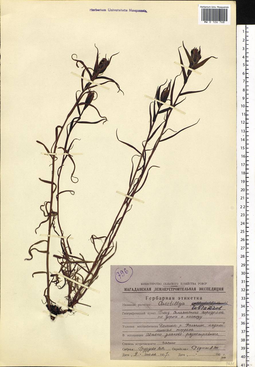 Castilleja rubra (Drob.) Rebr., Siberia, Chukotka & Kamchatka (S7) (Russia)