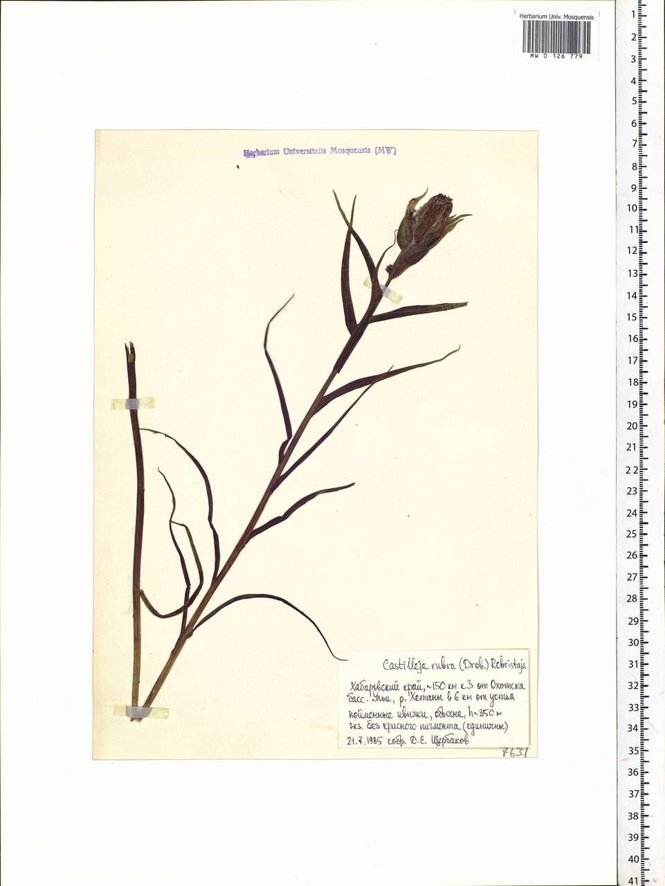 Castilleja rubra (Drobow) Rebrist., Siberia, Russian Far East (S6) (Russia)
