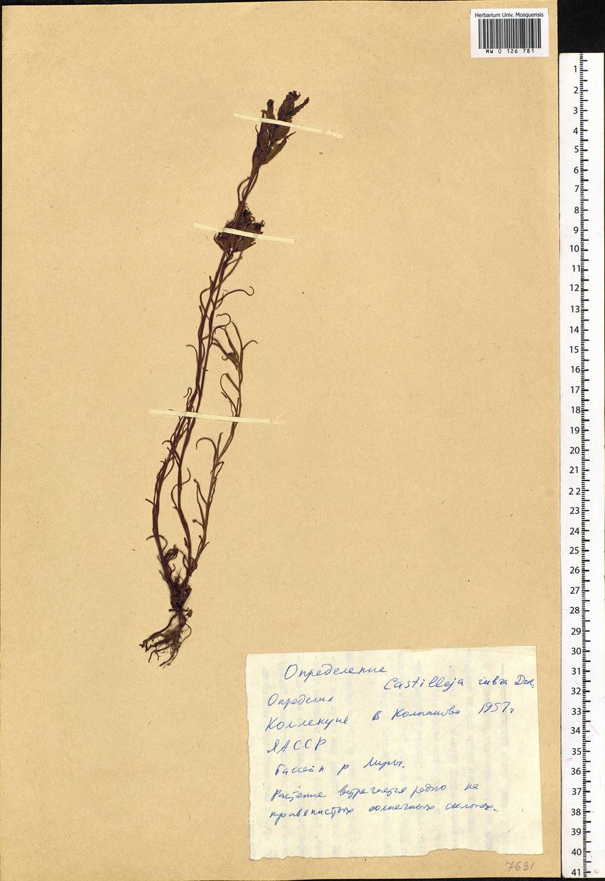 Castilleja rubra (Drobow) Rebrist., Siberia, Yakutia (S5) (Russia)