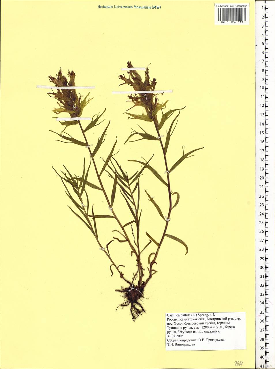 Castilleja pallida (L.) Kunth, Siberia, Chukotka & Kamchatka (S7) (Russia)