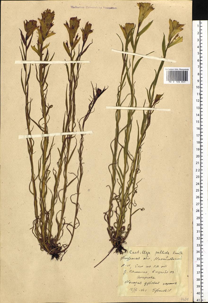 Castilleja pallida, Siberia, Russian Far East (S6) (Russia)