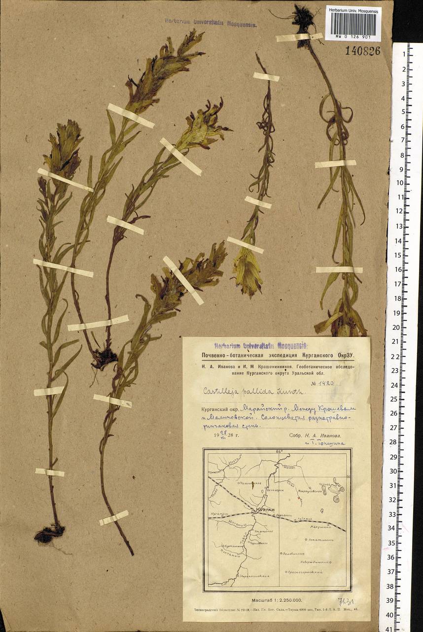 Castilleja pallida, Siberia, Western Siberia (S1) (Russia)