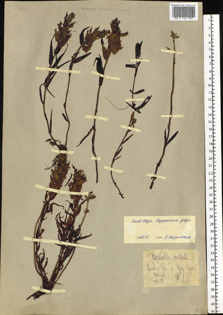 Castilleja pallida var. lapponica (Gand. ex Rebrist.) J.M.Egger, Siberia, Western Siberia (S1) (Russia)