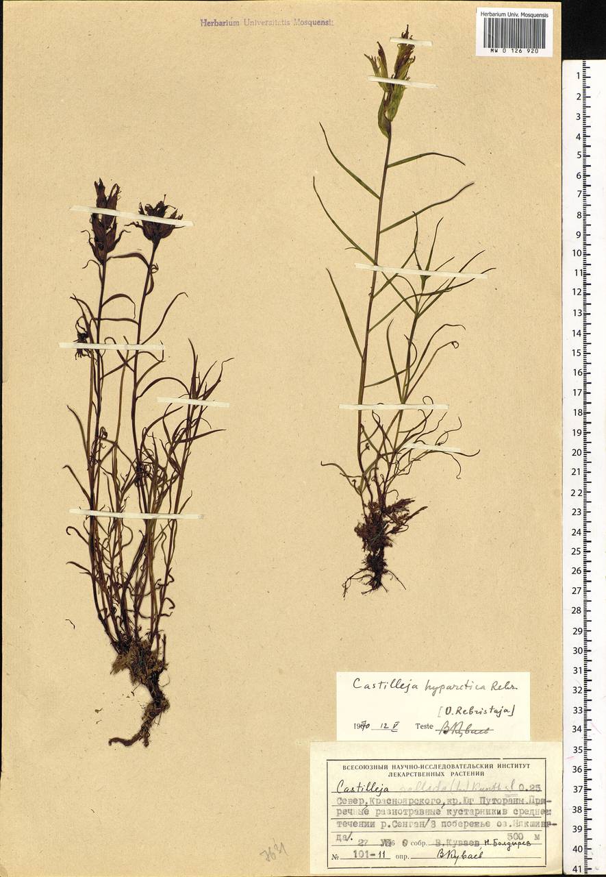 Castilleja pallida var. hyparctica (Rebrist.) J.M.Egger, Siberia, Central Siberia (S3) (Russia)