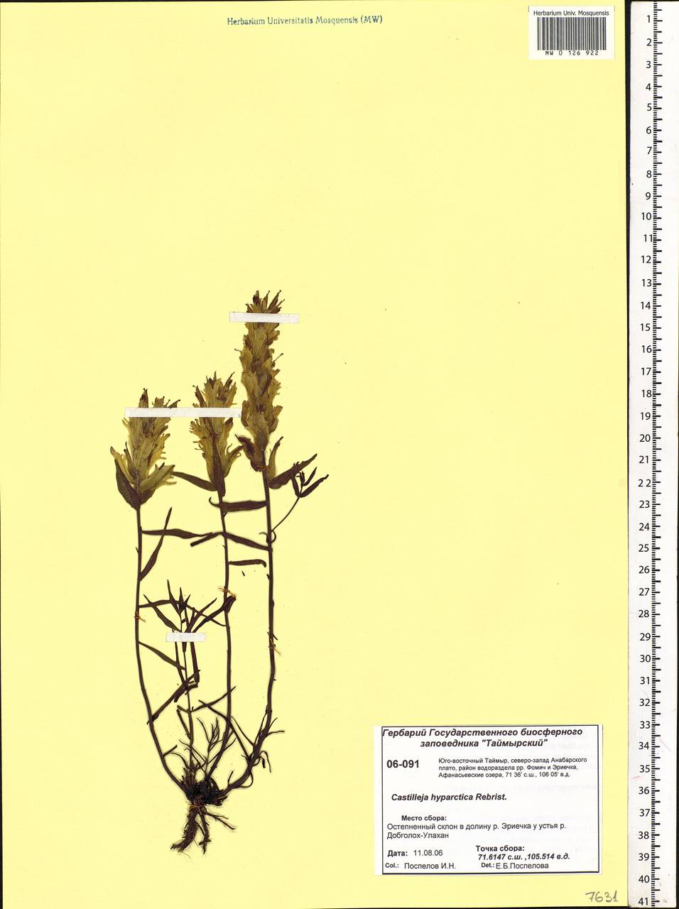 Castilleja pallida var. hyparctica (Rebrist.) J.M.Egger, Siberia, Central Siberia (S3) (Russia)