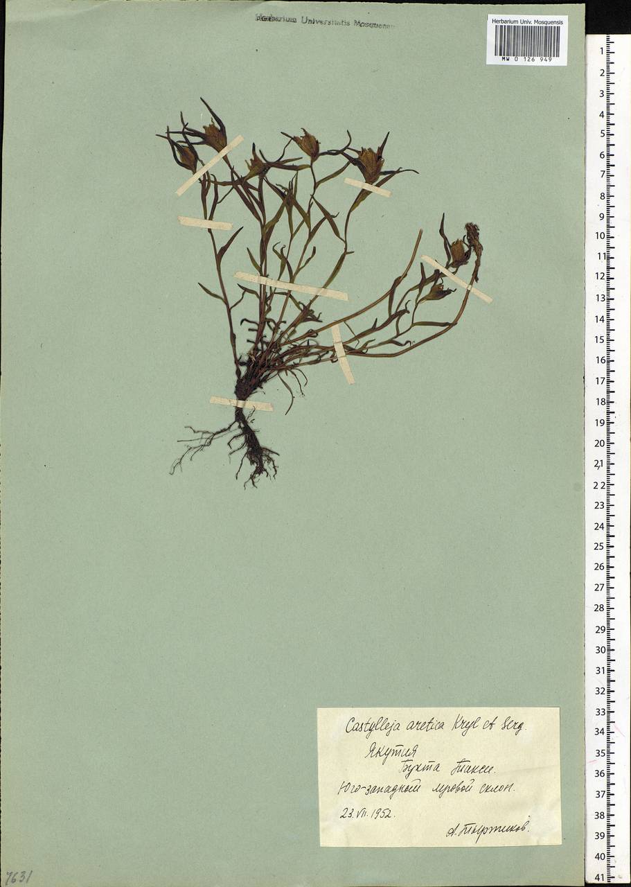 Castilleja arctica Krylov & Serg., Siberia, Yakutia (S5) (Russia)