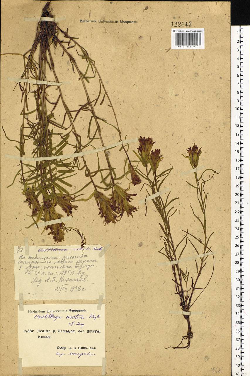 Castilleja arctica Krylov & Serg., Siberia, Yakutia (S5) (Russia)