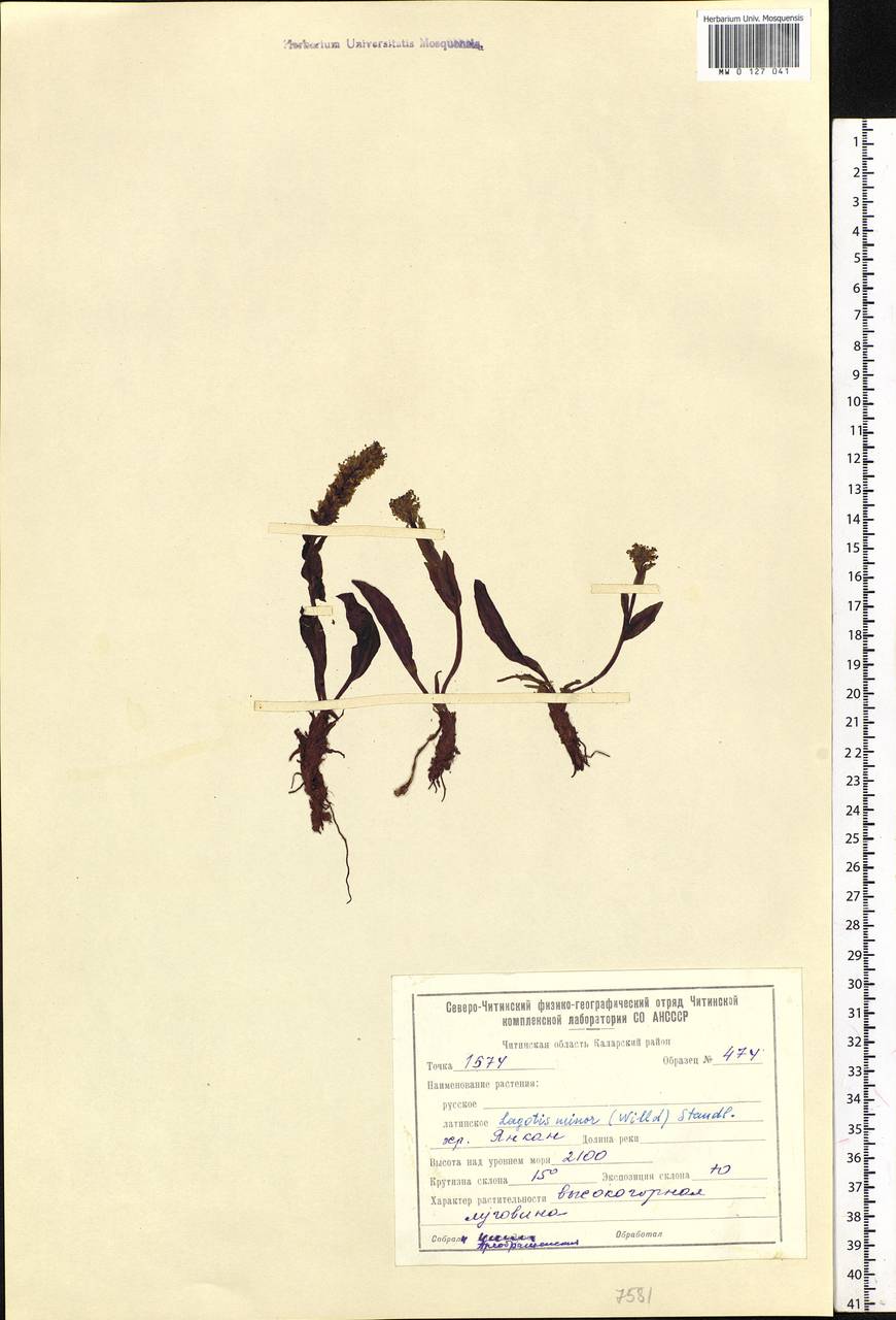 Lagotis glauca subsp. minor (Willd.) Hultén, Siberia, Baikal & Transbaikal region (S4) (Russia)
