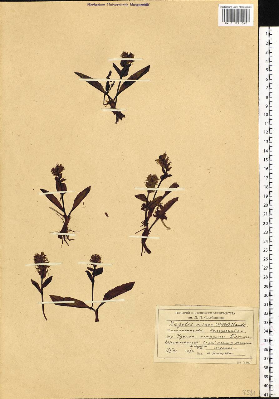 Lagotis glauca subsp. minor (Willd.) Hultén, Siberia, Baikal & Transbaikal region (S4) (Russia)