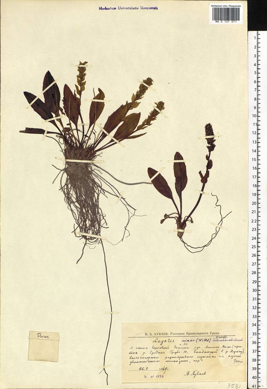 Lagotis glauca subsp. minor (Willd.) Hultén, Siberia, Western Siberia (S1) (Russia)