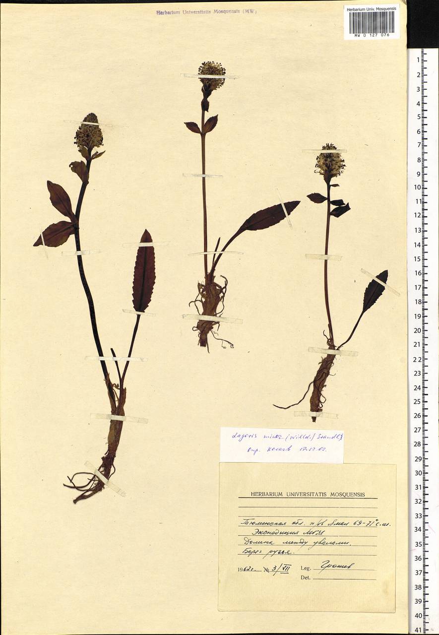 Lagotis glauca subsp. minor (Willd.) Hultén, Siberia, Western Siberia (S1) (Russia)