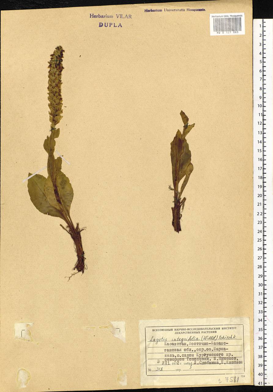 Lagotis integrifolia (Willd.) Schischk. ex Vikulova, Siberia, Western (Kazakhstan) Altai Mountains (S2a) (Kazakhstan)