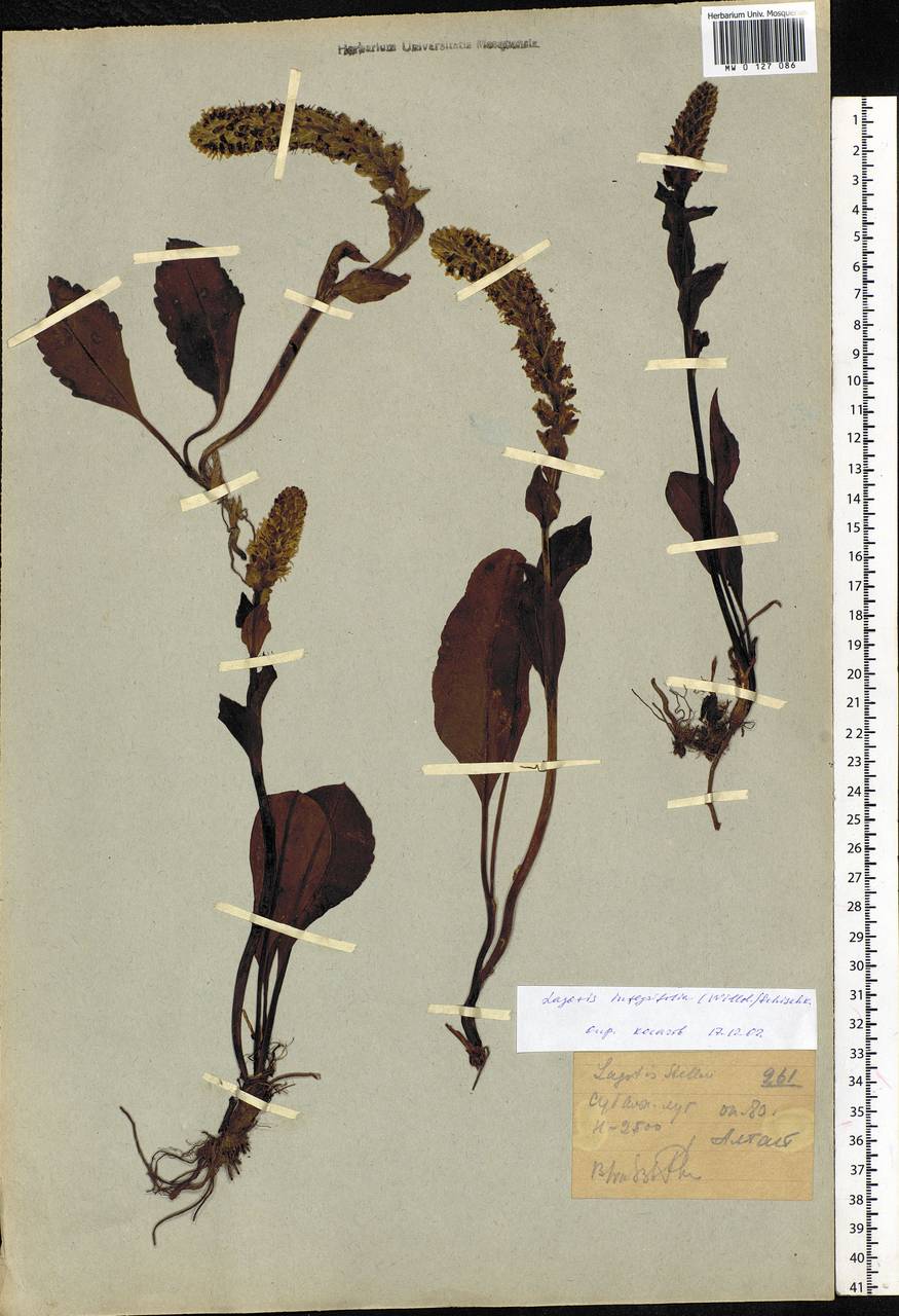 Lagotis integrifolia (Willd.) Schischk. ex Vikulova, Siberia, Western (Kazakhstan) Altai Mountains (S2a) (Kazakhstan)
