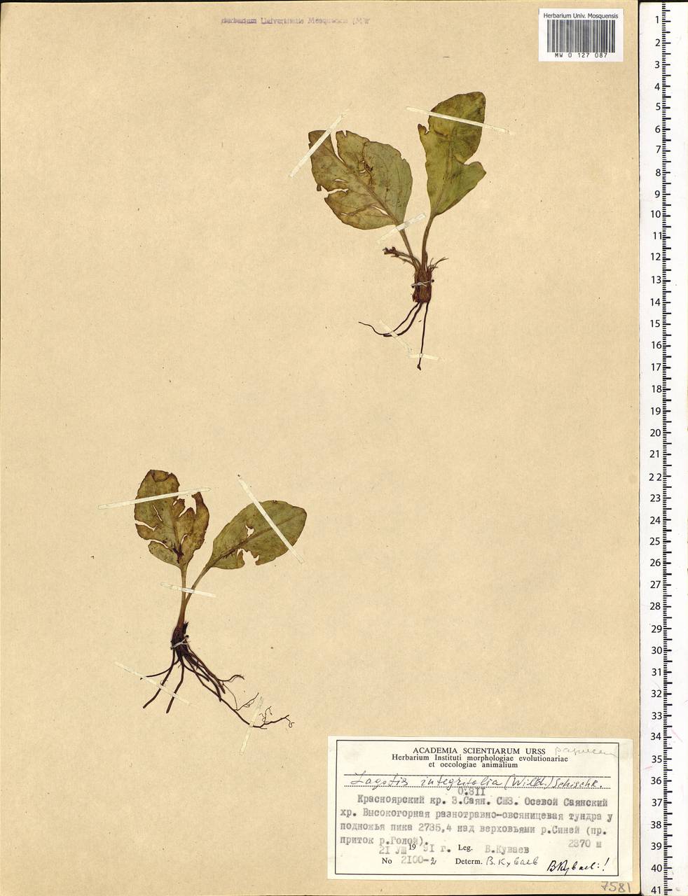 Lagotis integrifolia (Willd.) Schischk. ex Vikulova, Siberia, Altai & Sayany Mountains (S2) (Russia)