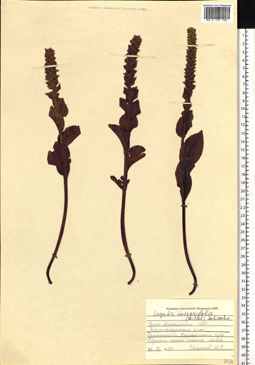 Lagotis integrifolia (Willd.) Schischk., Siberia, Altai & Sayany Mountains (S2) (Russia)