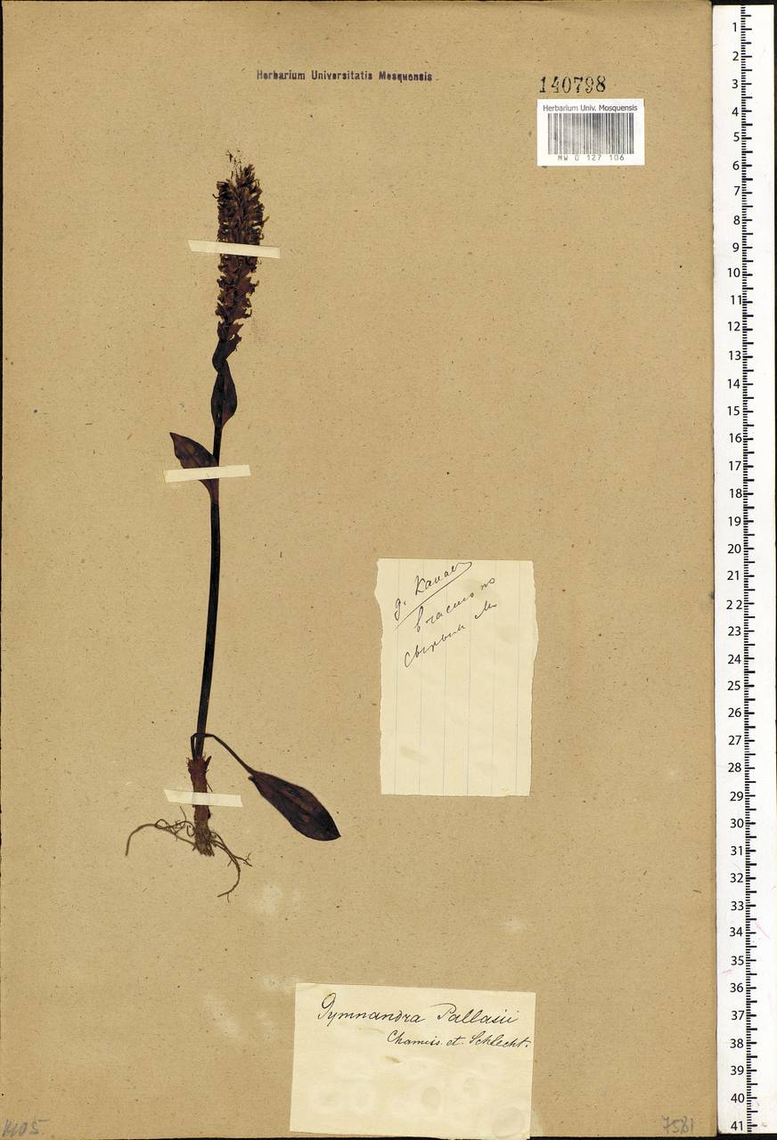 Lagotis integrifolia (Willd.) Schischk. ex Vikulova, Siberia, Altai & Sayany Mountains (S2) (Russia)