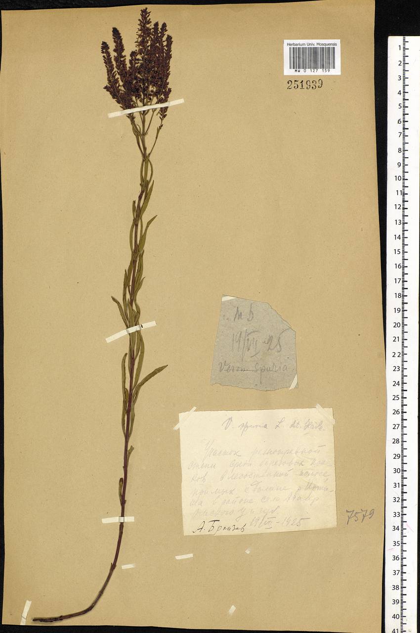 Veronica spuria L., Siberia, Western Siberia (S1) (Russia)