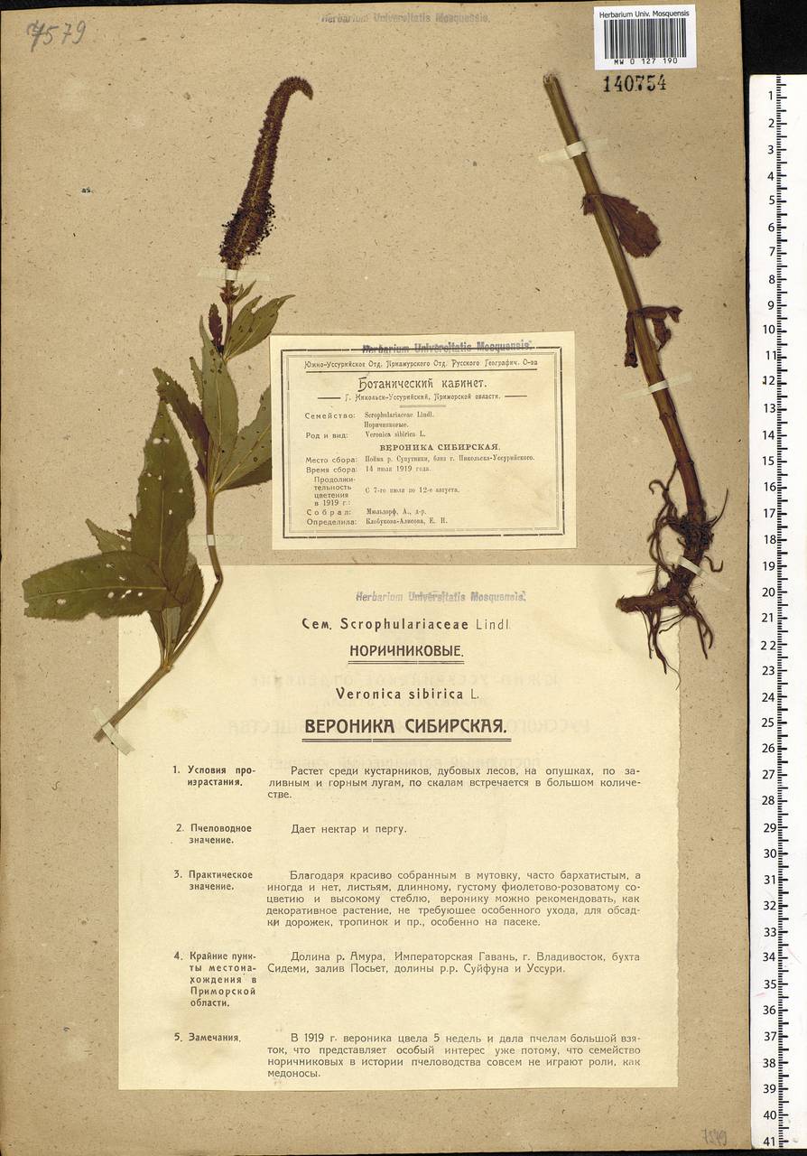 Veronicastrum sibiricum (L.) Pennell, Siberia, Russian Far East (S6) (Russia)