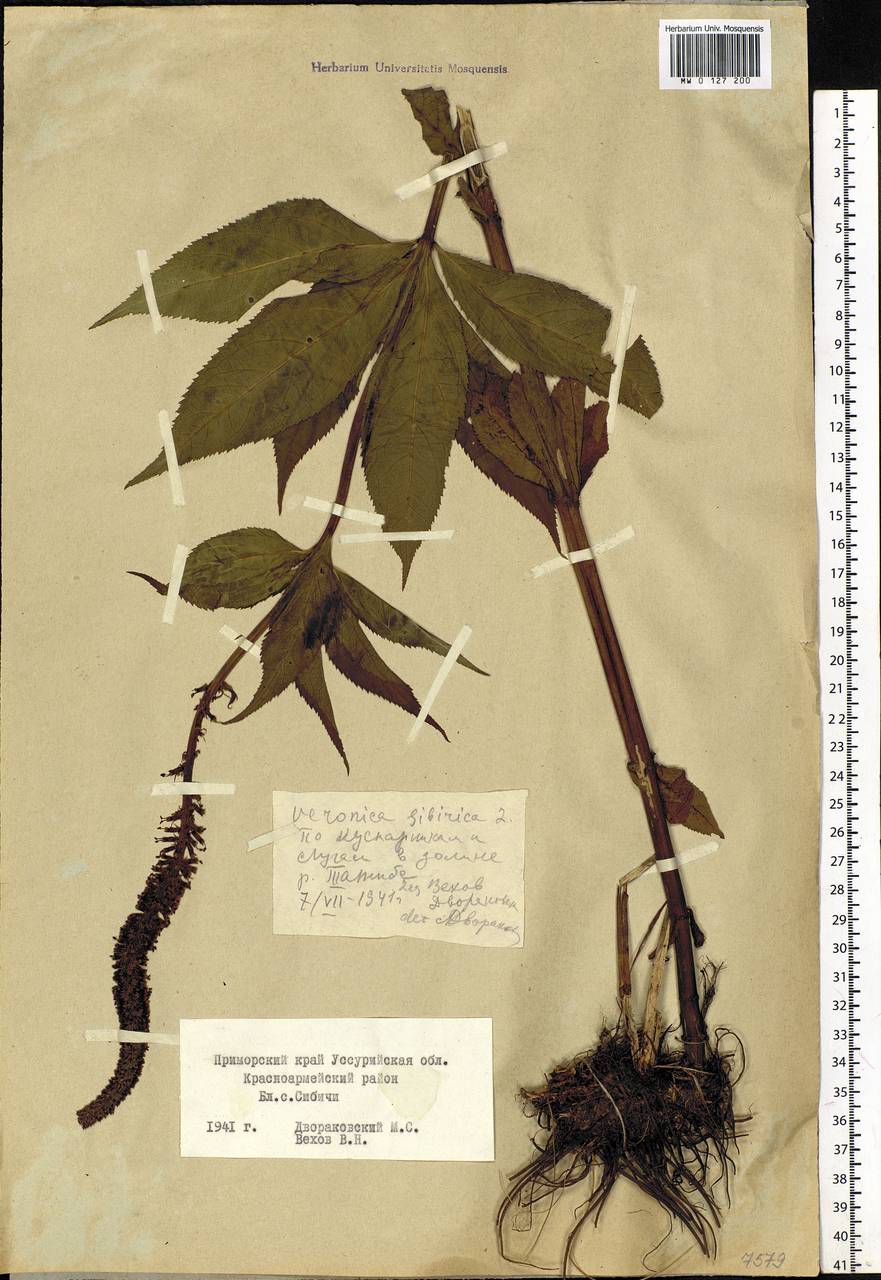 Veronicastrum sibiricum (L.) Pennell, Siberia, Russian Far East (S6) (Russia)