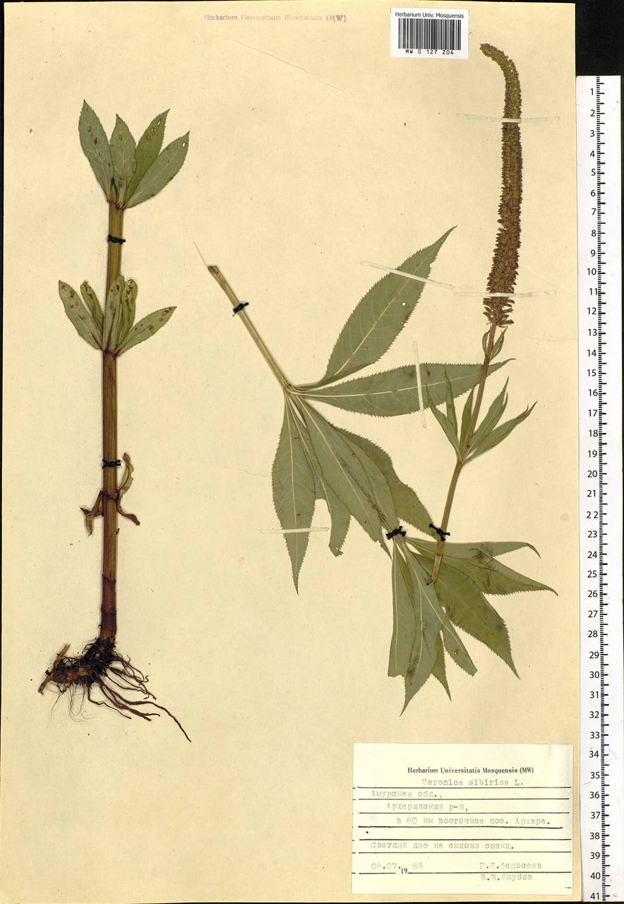 Veronicastrum sibiricum (L.) Pennell, Siberia, Russian Far East (S6) (Russia)