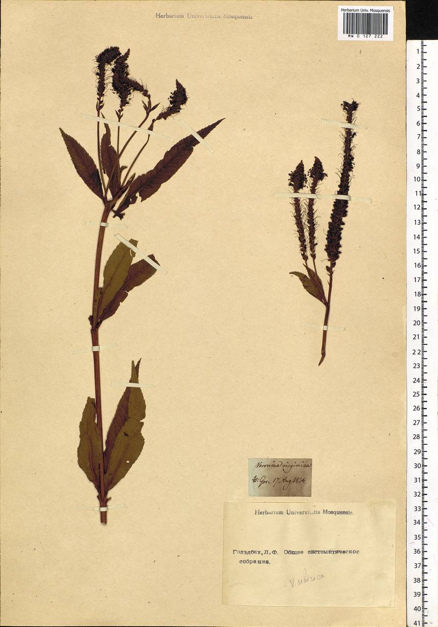 Veronicastrum sibiricum (L.) Pennell, Siberia (no precise locality) (S0) (Russia)