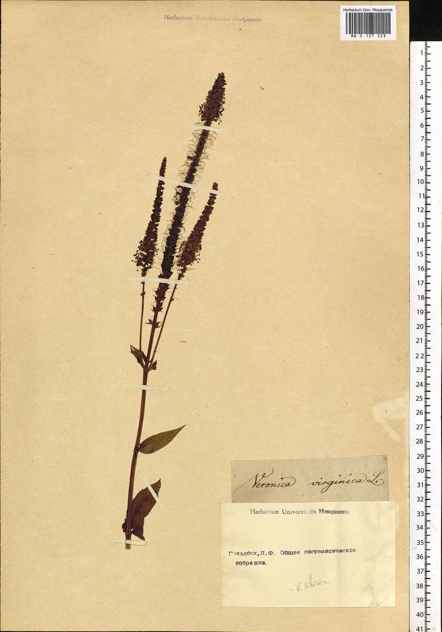 Veronicastrum sibiricum (L.) Pennell, Siberia (no precise locality) (S0) (Russia)