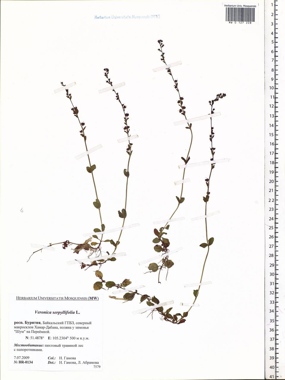 Veronica serpyllifolia L., Siberia, Baikal & Transbaikal region (S4) (Russia)
